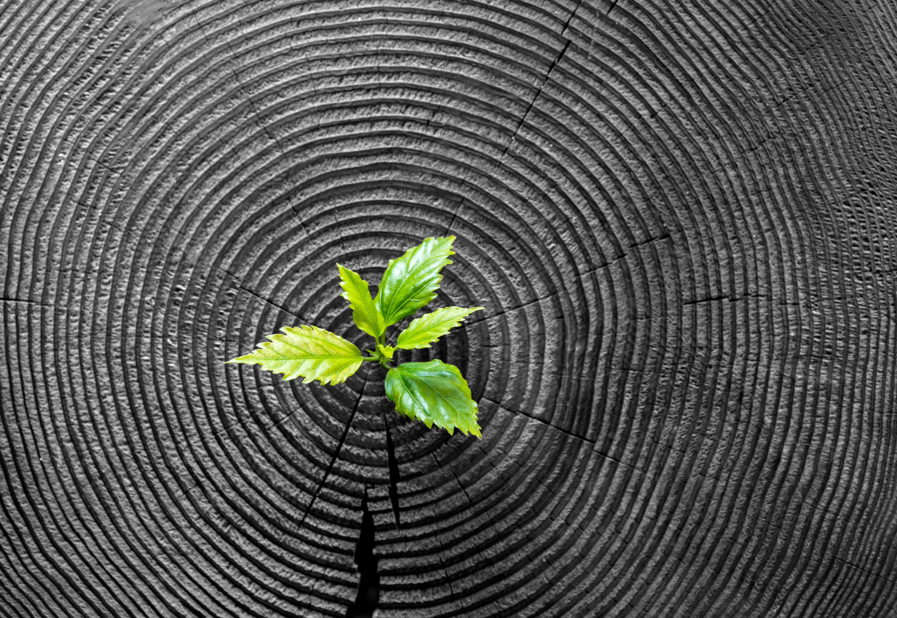 Long-Term Data Key to Surgical Success