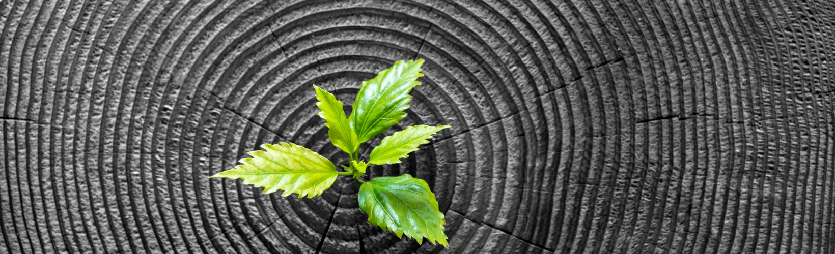 Banner image for Long-Term Data Key to Surgical Success