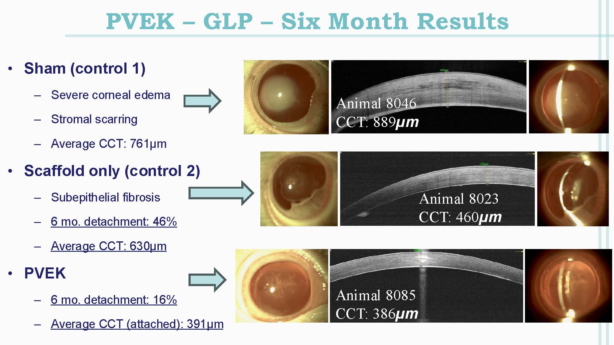 Bioengineered Endothelial Implant Shows Promising in vivo Results
